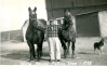 Henry Marcks' Horse-pulling Team
