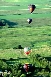 Hot Air Balloons near Seymour 2006